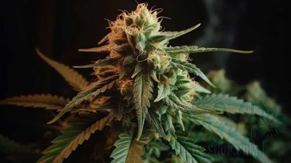 Is Black Widow Indica or Sativa