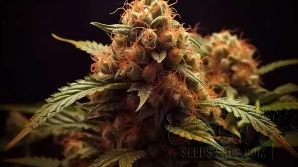 Is Bloom Mystery Terp Indica or Sativa?