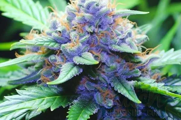 Is Blue Dream Indica or Sativa