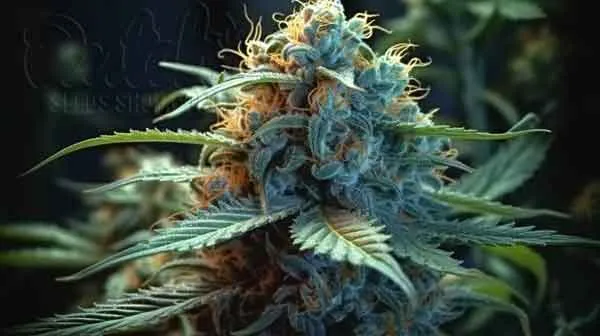 Is Blueberry Yum Yum Indica or Sativa