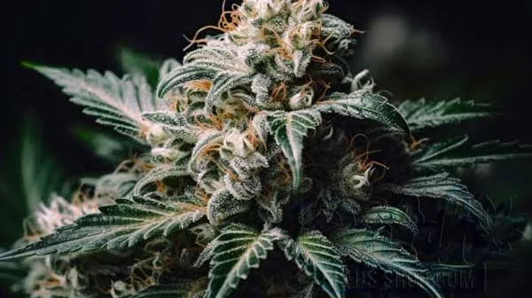 Is BubbleGum Indica or Sativa