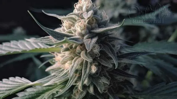 Is Chocolate Fondue Indica or Sativa