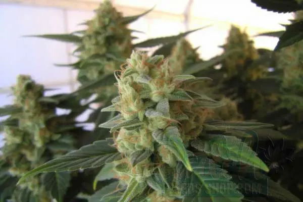 Is Chronic Indica or Sativa?