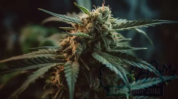Is Clementine Indica or Sativa?