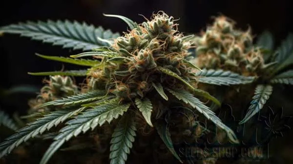 Is Dawg Breath Indica or Sativa?