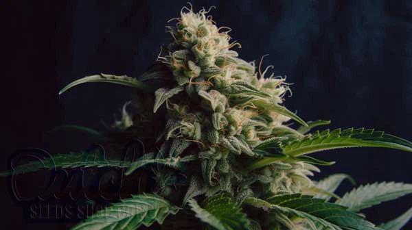 Is Dutch Hawaiian Indica or Sativa