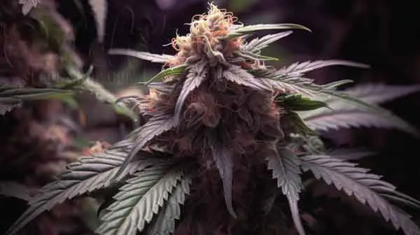 Is Fallen Soldiers Indica or Sativa?