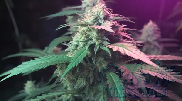 Is GG5 Indica or Sativa