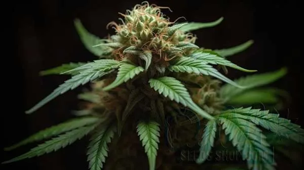 Is Harlequin Indica or Sativa?