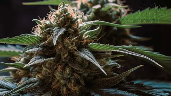 Is Lemon Kush Indica or Sativa