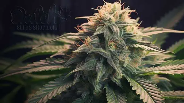 Is Lemon Skunk Indica or Sativa