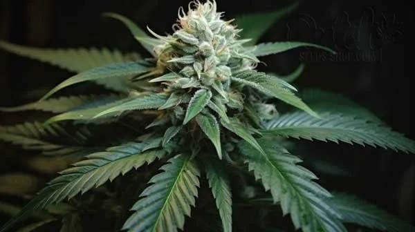 Is Nemesis Indica or Sativa?