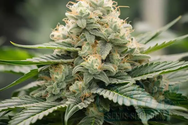 Is Pirate Cake Indica or Sativa?