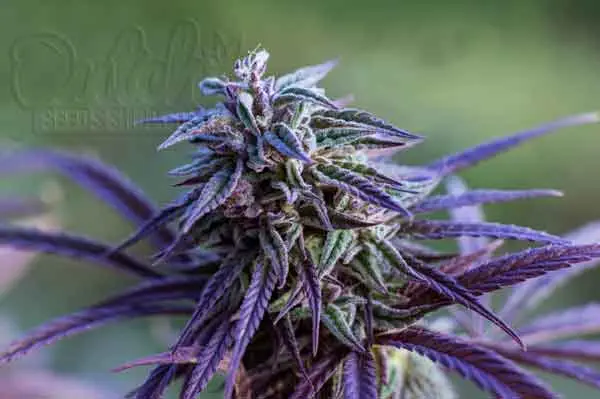 Is Purple Color Indicative of Quality