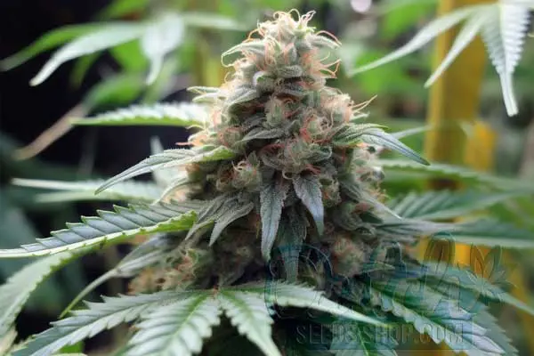 Is Red Line Haze Indica or Sativa?