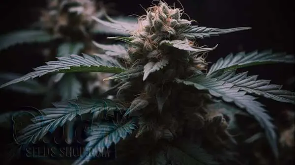 Is Scout Breath Indica or Sativa?