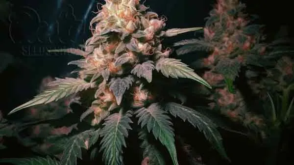Is Slurricane #7 Indica or Sativa