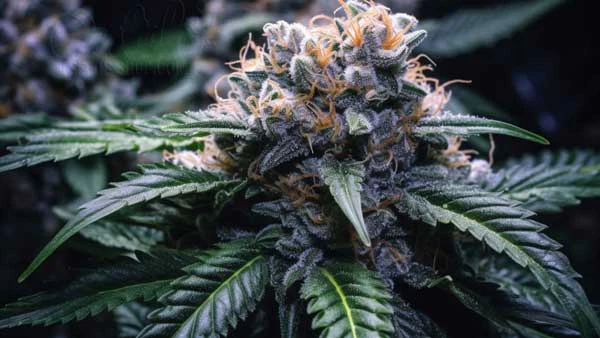 Is Sugar Plum Sunset Indica or Sativa?