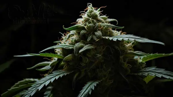 Is White Poison Indica or Sativa?