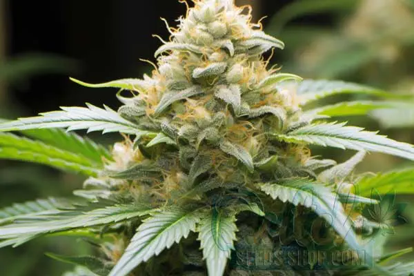 Jack Herer Strain Origin