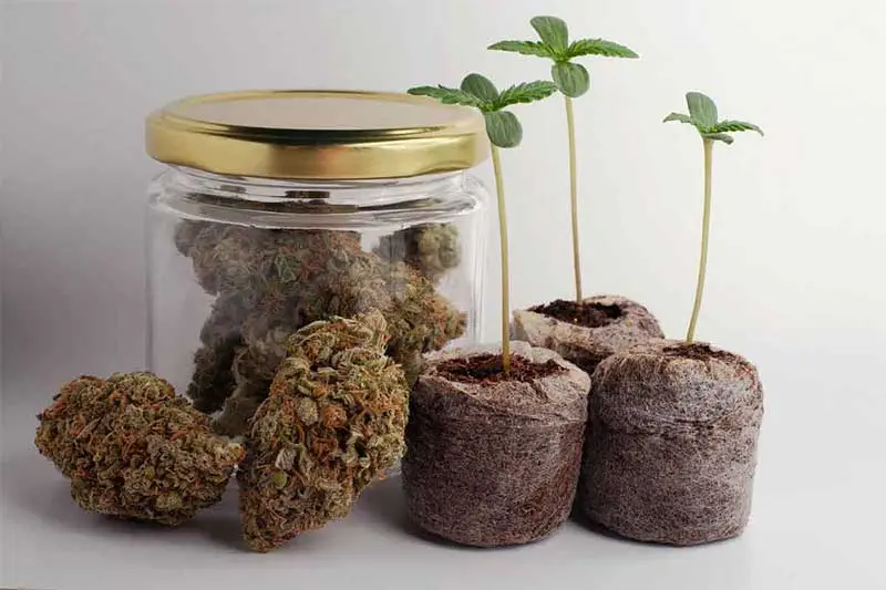Jiffy Pellets
