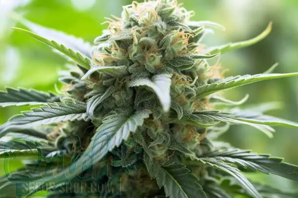 Jock Horror Auto Strain Origin