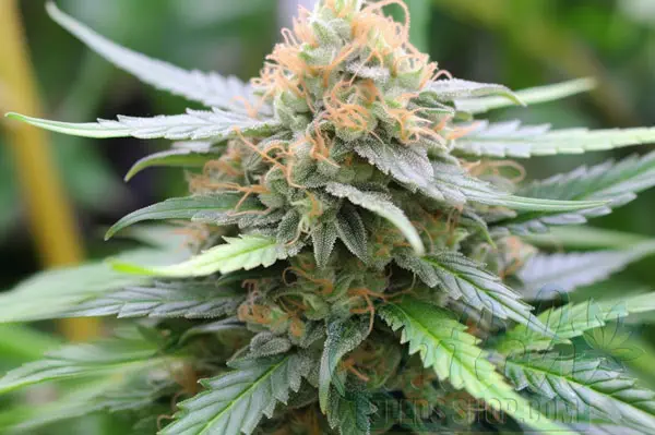 KC 33 x Master Kush Strain Origin