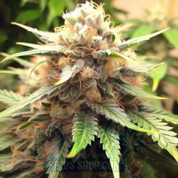 Kali Mist Feminized Seeds