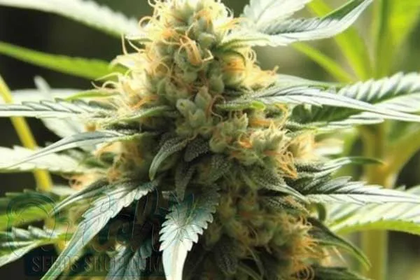 Khalifa Kush Strain Origin