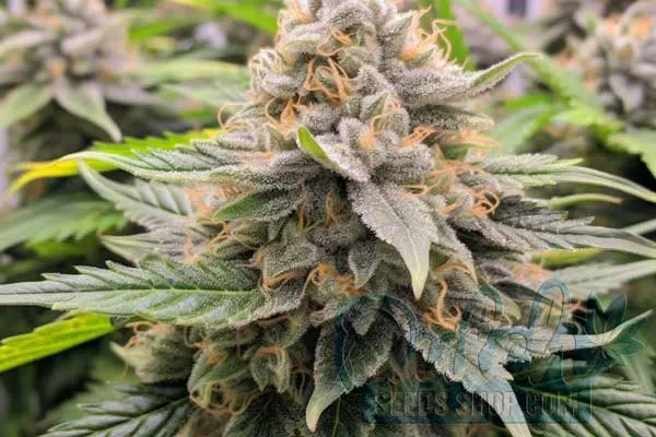 Kosher Kush Strain Origin