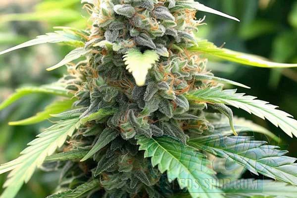 Kosher Tangie Strain Origin