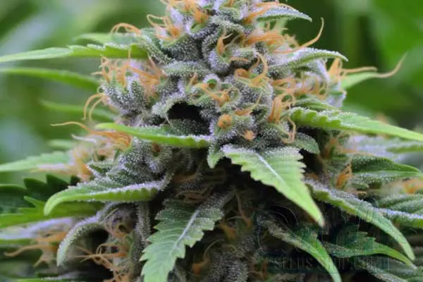 LA Confidential Strain Origin