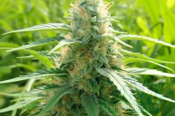 LSD Strain Origin