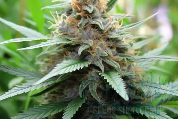 Lamb's Bread Strain Origin
