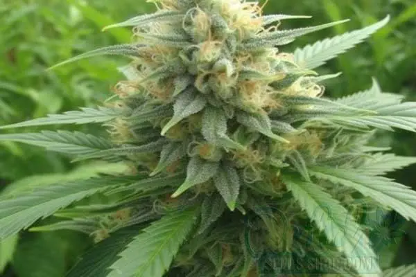 Larry OG Strain Origin