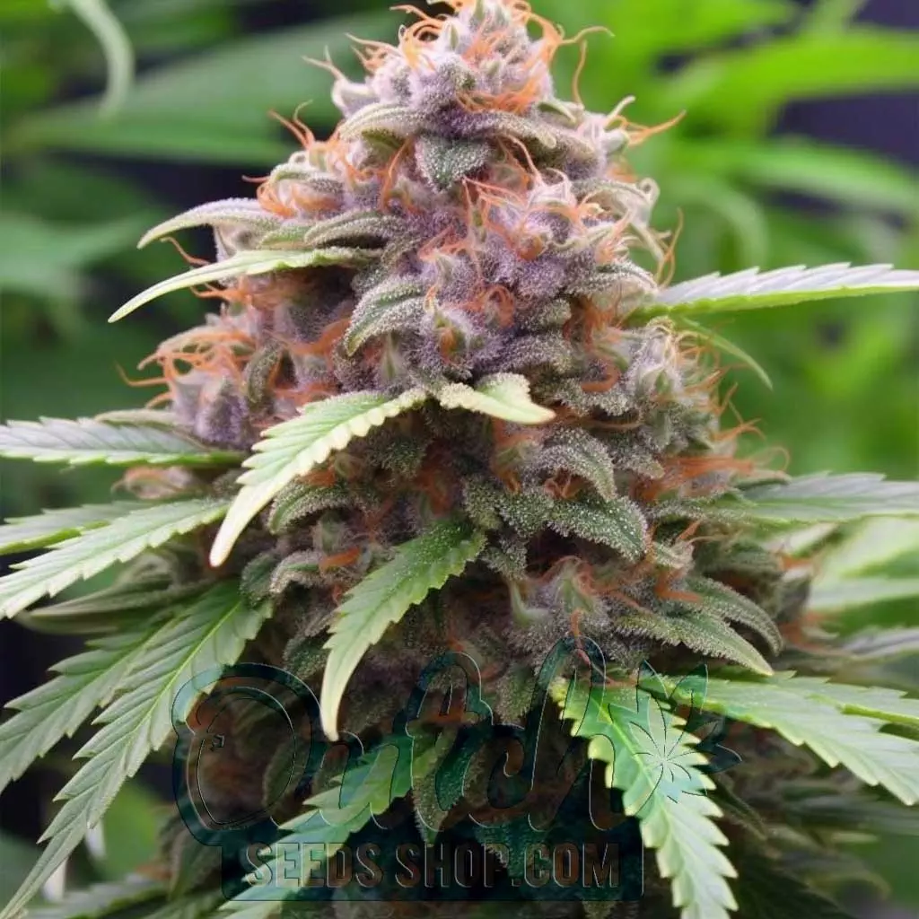 Buy Lavender Kush Feminized Cannabis Seeds For Sale - DSS