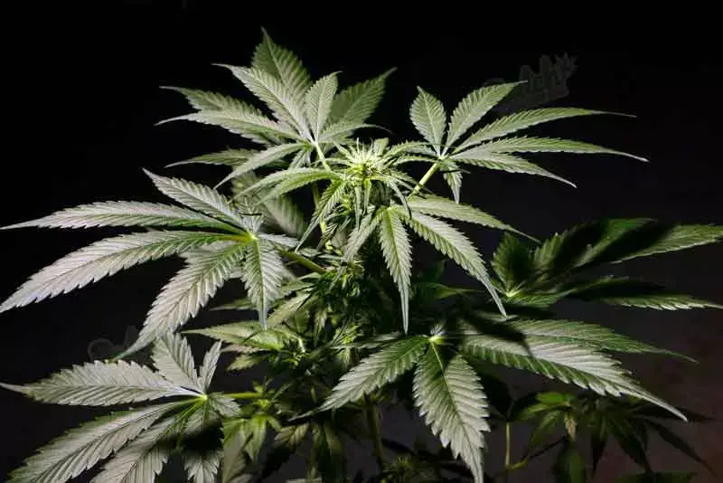 Legal Landscape of Homegrown CBD Hemp
