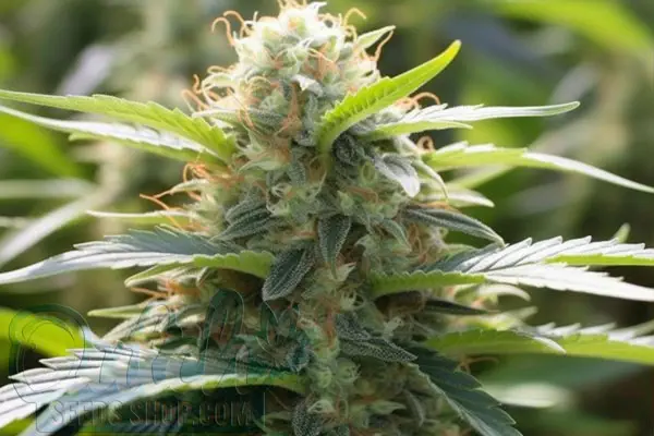 Lemon Kush Strain Origin