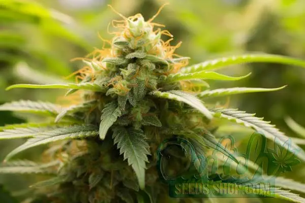 Lemon Skunk Strain Origin