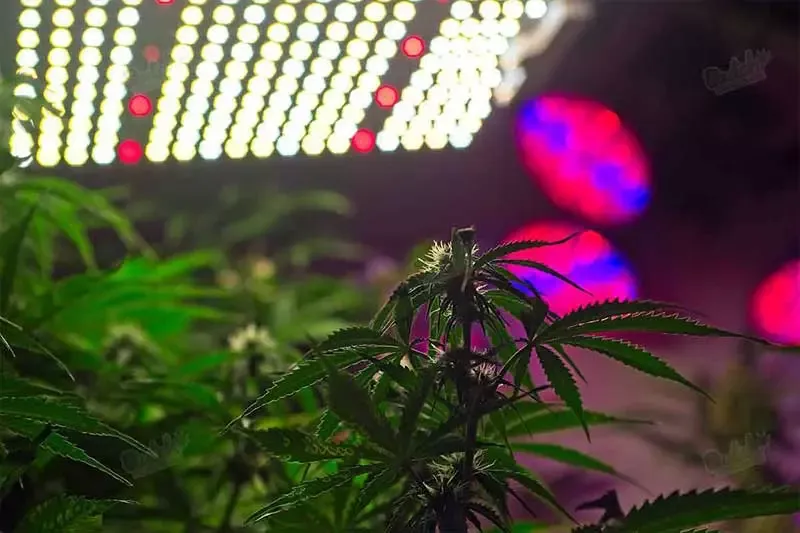 Light Cycle for Indoor Growth