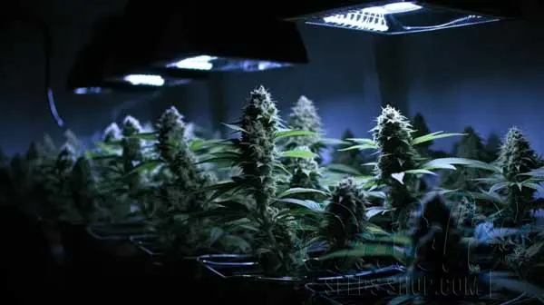 Lighting and Light Cycle Considerations