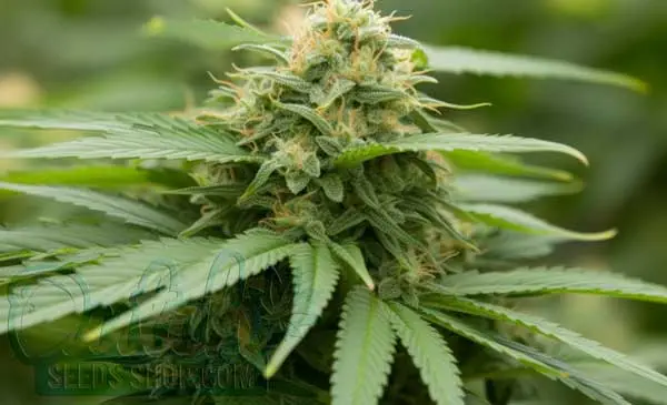 Lowryder Autoflower Strain Origin