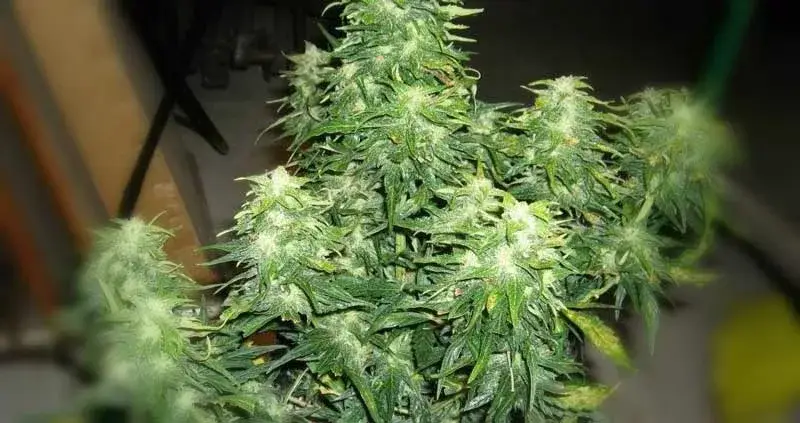 Lowryder Feminized Seeds