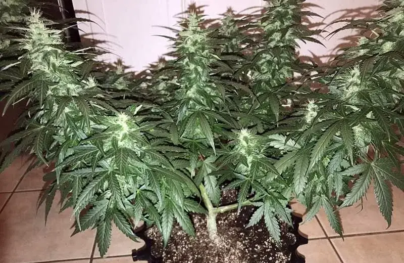 Lowryder Seeds Yield