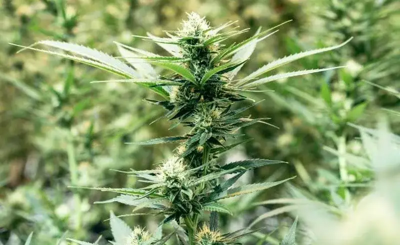 Lowryder Terpenes