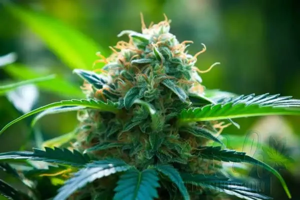 MK Ultra Strain Origin