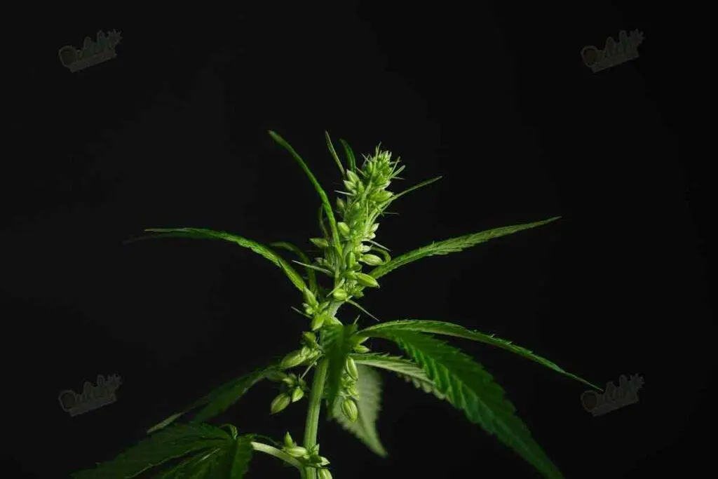 Male cannabis plant