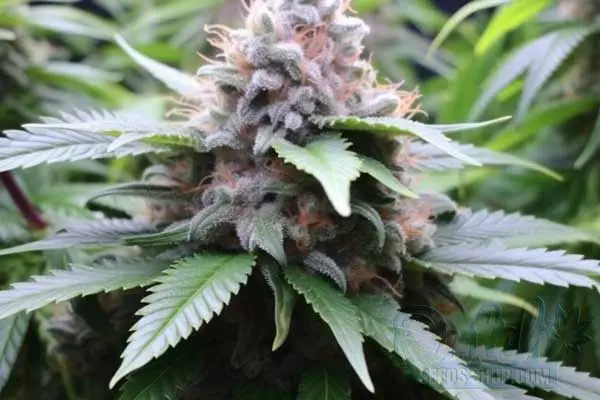 Mango Kush Strain Origin