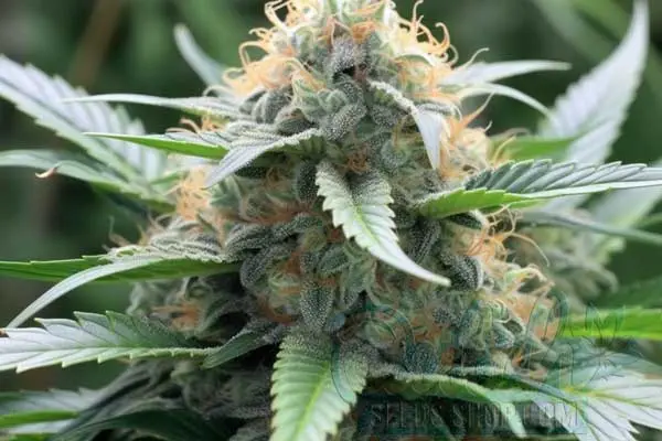 Master Kush Strain Origin