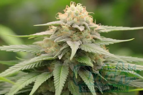 Maui Wowie Strain Origin